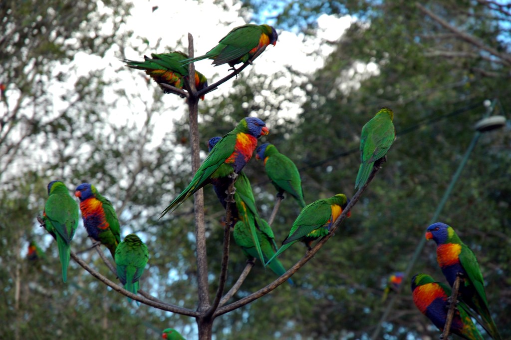 Rainbow Lorikeets
